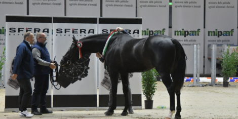 FIERACAVALLI VERONA 2019