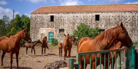 Record di cavalli al 58° Premio Regionale Sardo di allevamento