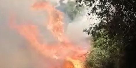 AGEVOLAZIONI MIPAAF PER I COLPITI DAGLI INCENDI