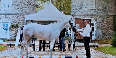 CHAMPIONNAT INTERNATIONAL ANGLO-ARABE pompadour 2021