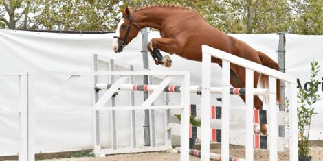 Fiera Regionale del Cavallo 2 Giugno 2025