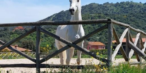 PRESENTAZIONE STALLONI CAMPAGNA FECONDAZIONE 2024