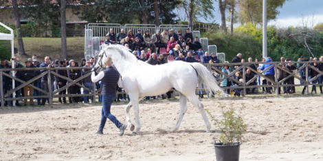 PRESENTAZIONE STALLONI ASVI