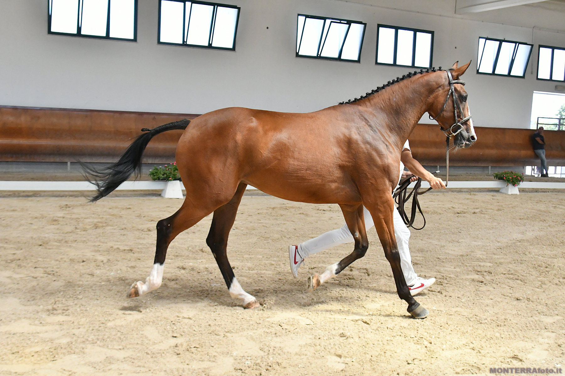 Ginevra de La Folgore AA
